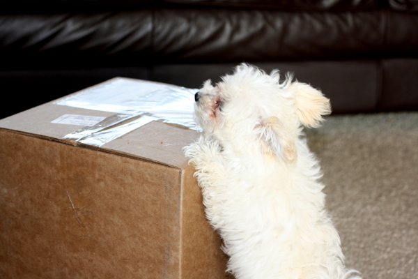 Scamp gets a package