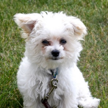 Scamp Maltipoo Puppy