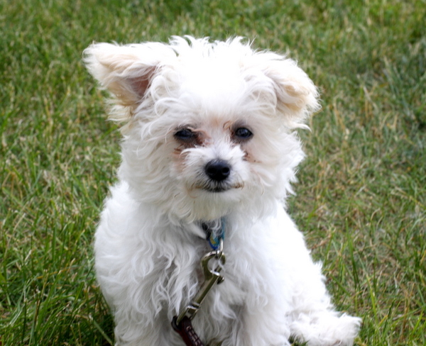 Scamp Maltipoo Puppy