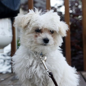 Scamp maltipoo puppy