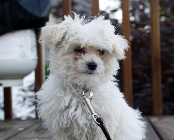 Scamp maltipoo puppy