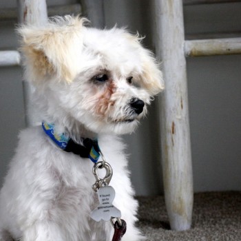 Scamp maltipoo puppy