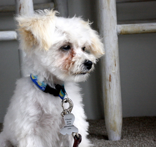 Scamp maltipoo puppy