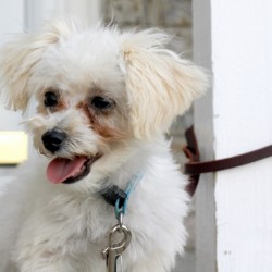 Scamp maltipoo puppy