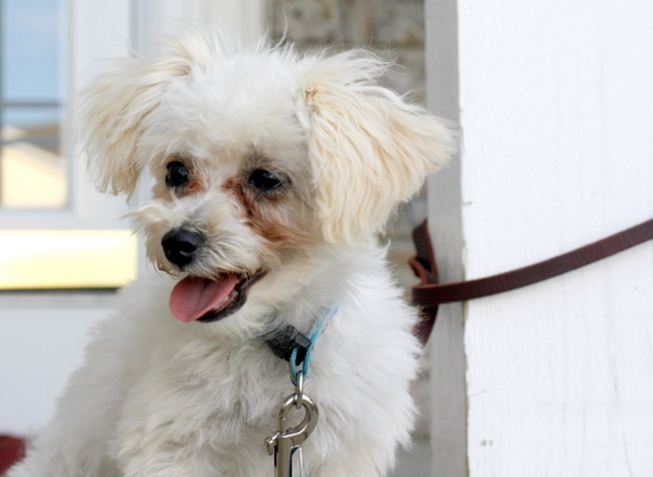 Scamp maltipoo puppy