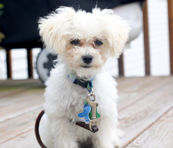 Scamp maltipoo puppy