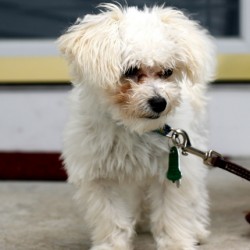 Scamp maltipoo puppy