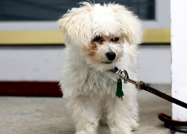 Scamp maltipoo puppy