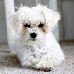 Scamp maltipoo puppy