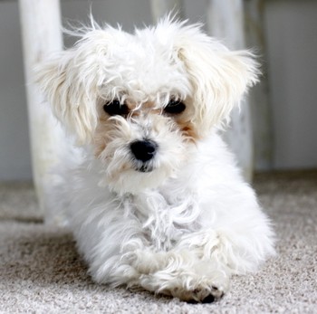 Scamp maltipoo puppy