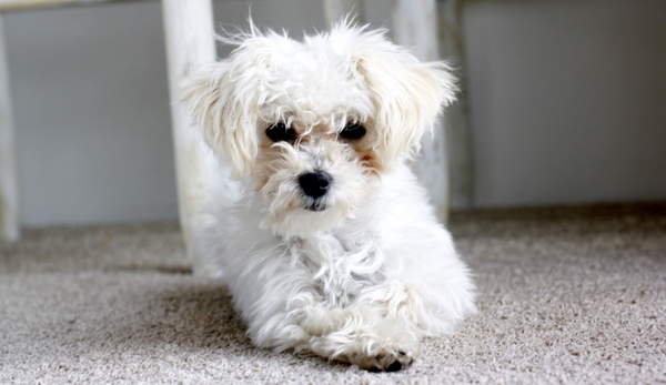 Scamp maltipoo puppy