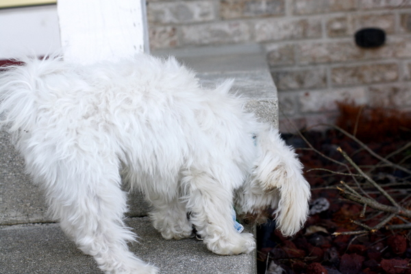 Scamp maltipoo puppy