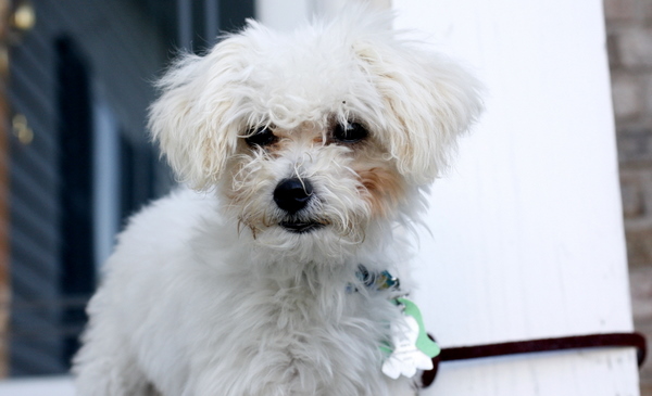 Scamp maltipoo puppy