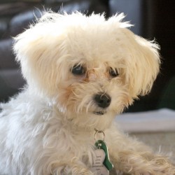 Scamp Maltipoo Puppy