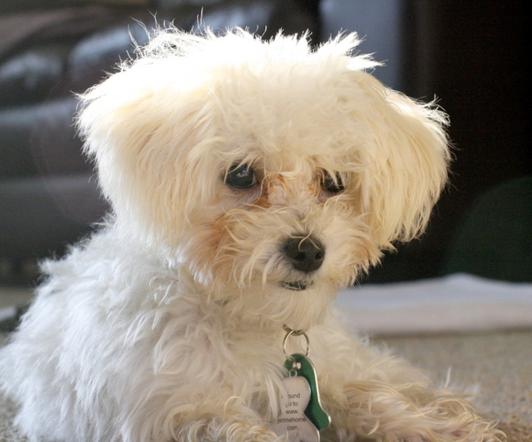 Scamp Maltipoo Puppy