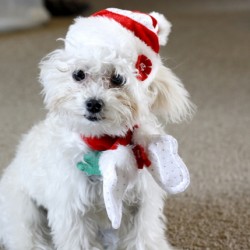 Santa Scamp