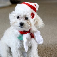 Merry Christmas from Scamp
