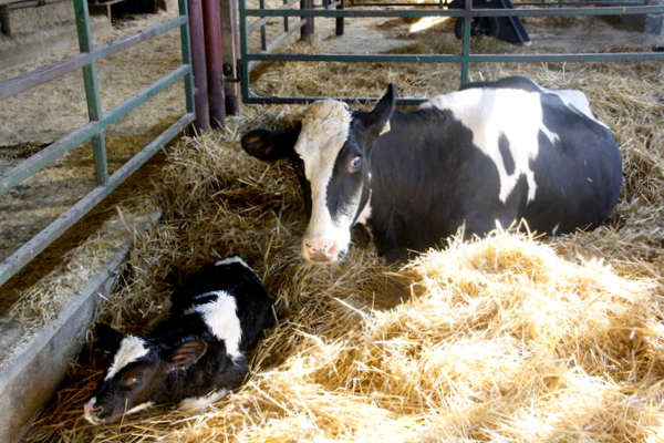 Swiss Lane Dairy Farm Tour