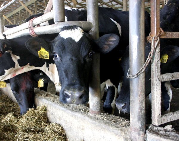 Swiss Lane Dairy Farms Tour