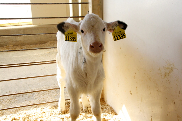 Swiss Lane Dairy Farm Tour