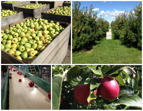 Apple Orchard Tour1